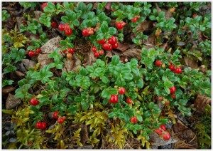 d0bad0bbd18ed0bad0b2d0b0-300x212-1793474