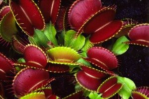 dionaea-muscipula-300x200-6314020