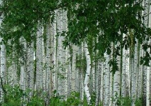 d091d0b5d180d0b5d189d0b5d0bdd18cd0b5-300x210-6128094