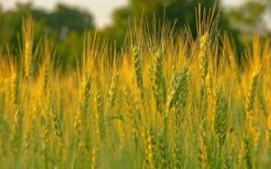 Календарь садовода и огородника на 29 07 2019 |