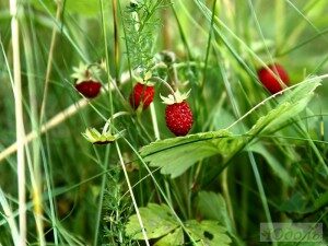 Календарь садовода и огородника на 09 07 2019 |