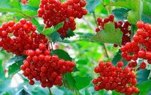 d09ad0b8d0bbd0b8d0bad0b8d0b9d181d0bad0bed0b3d0be-300x189-6191549