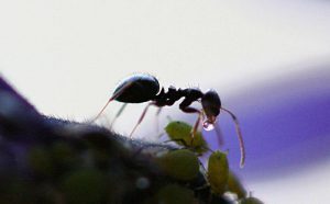 d09cd0b5d0b4d0b2d18fd0bdd18bd0b5-d180d0bed181d18b-300x186-2834633