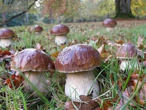 d0a0d0bed0b4d0bed0b3d0bed189-d0a2d0b0d183d181d0b5d0bdd18c-300x225-4175265