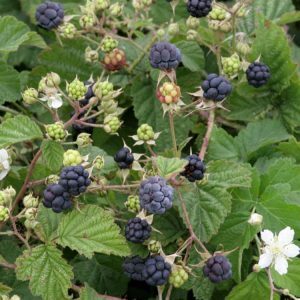 d0b5d0b6d0b5d0b2d0b8d0bad0b0-300x300-8549285